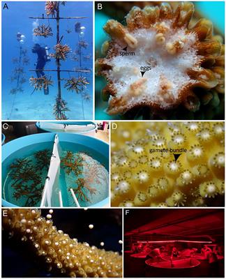 Assisted sexual reproduction of Acropora cervicornis for <mark class="highlighted">active restoration</mark> on Florida’s Coral Reef